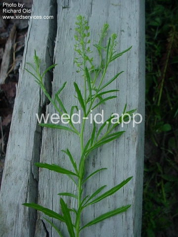 pepperweed, Virginia